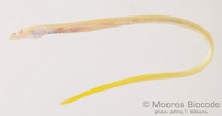 : Apterichtus sp.