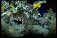 : Nautichthys oculofasciatus; Sailfin Sculpin