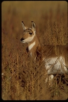 : Antilocapra americana; Pronghorn Antelope