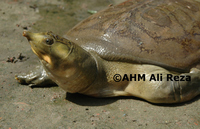 : Aspideretes gangeticus; Ganges Softshell Turtle