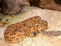 : Crotalus oreganus abyssus; Grand Canyon Rattlesnake
