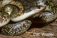 : Phimophis guianensis; Snake