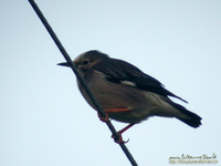 Fig. 01 Silky Starling(Red-Billed Starling)