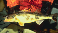 Sander canadensis, Sauger: gamefish