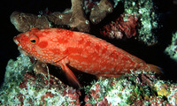Cephalopholis spiloparaea, Strawberry hind: fisheries, gamefish