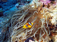 Amphiprion bicinctus, Twoband anemonefish: aquarium