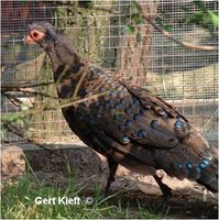 Germain's Peacock-Pheasant Polyplectron germaini