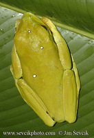 Agalychnis spurrelli - Gliding Leaf Frog