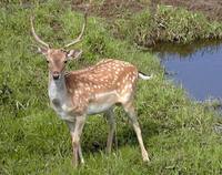 Dama dama - Fallow Deer