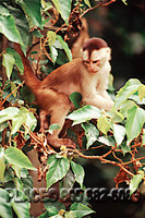 white-fronted Capuchin monkey, Cebus albifrons, Panayacu River, Amazonian Ecuador