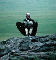 Lappet-faced Vulture - Torgos tracheliotus