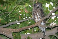 Brown Hawk-Owl - Ninox scutulata