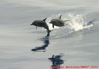 Bottlenose dolphins at play