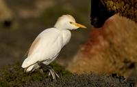 kuhegre / cattle egret (Bubulcus ibis)
