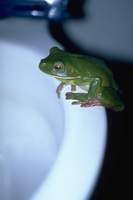 : Litoria infrafrenata; White-lipped Tree Frog
