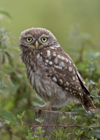 : Athene noctua; Little Owl