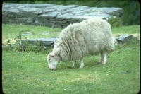 : Ovis sp.; Sheep