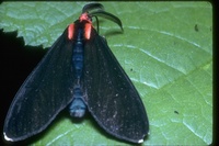 : Ctenucha virginica; Virginia Ctenucha, Moth