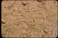 : Leptotyphlops humilis cahuilae; Desert Thread Snake