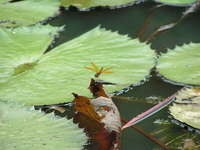 : Perithemis mooma