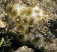 : Leptastrea purpurea