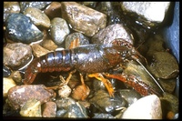 : Procambarus clarkii; Freshwater Crayfish