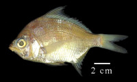 Diapterus rhombeus, Caitipa mojarra: fisheries