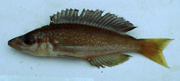 Cyprichromis microlepidotus, : aquarium