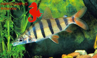 Distichodus lusosso, Longsnout distichodus: aquarium