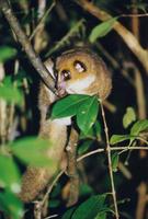 Image of: Cheirogaleus major (greater dwarf lemur)