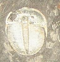 Aulacopleura koninicki