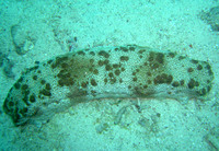 Pearsonothuria graeffei - Leopard Sea Cucumber