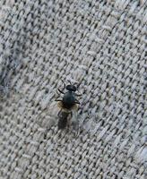 Image of: Simuliidae (black flies and buffalo gnats)