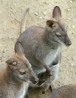 Macropus rufogriseus frutica - Bennett´s wallaby