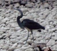 White-bellied Heron - Ardea insignis