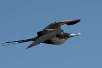 Great Frigatebird - Fregata minor