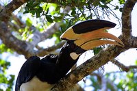 Malabar Pied-Hornbill - Anthracoceros coronatus