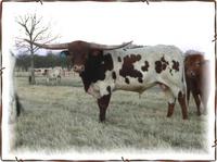 Rio Grande, Texas Longhorn Bull