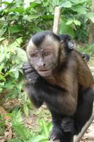 Capuchin monkey giving a tamarind a lift