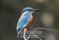 European Kingfisher ( Alcedo atthis ) stock photo