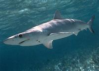 Atlantic Sharpnose Shark - Rhizoprionodon terraenovae