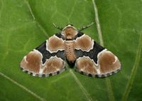 Marsh Carpet