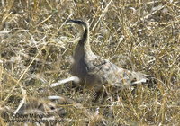 : Pterocles gutturalis; Yellow-throated Sandgrouse