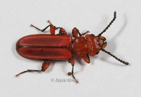 : Cucujus clavipes; Red Flat Bark Beetle