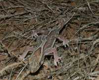 : Diplodactylus steindachneri; Steindachner's Gecko