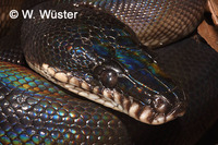 : Leiopython albertisii; D'albertis Python