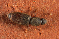 : Monotoma sp.