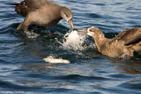 Black-footed Albatross. 30 September 2006. Photo by Kathleen Cameron
