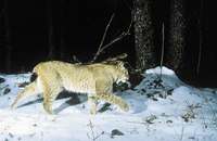Рысь - Felis lynx (Linnaeus, 1758) - Asian Lynx.