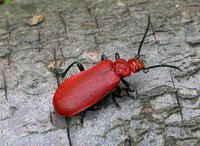 Pyrochroa serraticornis - Red-Headed Cardinal Beetle